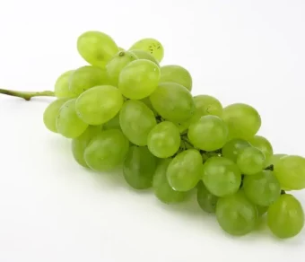 Golden Curcuma Flavored